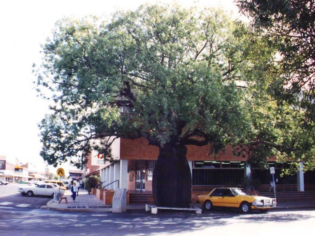 Roma War Memorial Heroes Avenue - cairn and tree