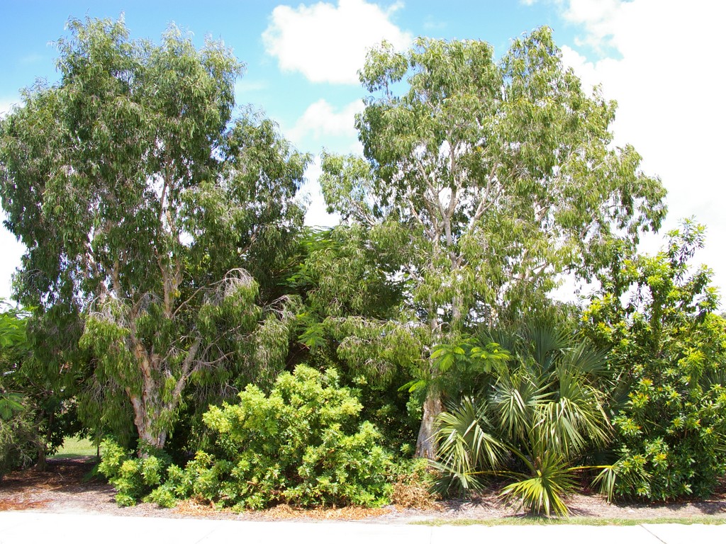 Anzac Memorial Grove