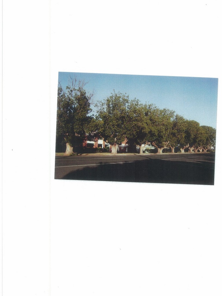 A row of 13 Champhor Laurel trees in front of St Josephs School in Middle Street Chinchilla