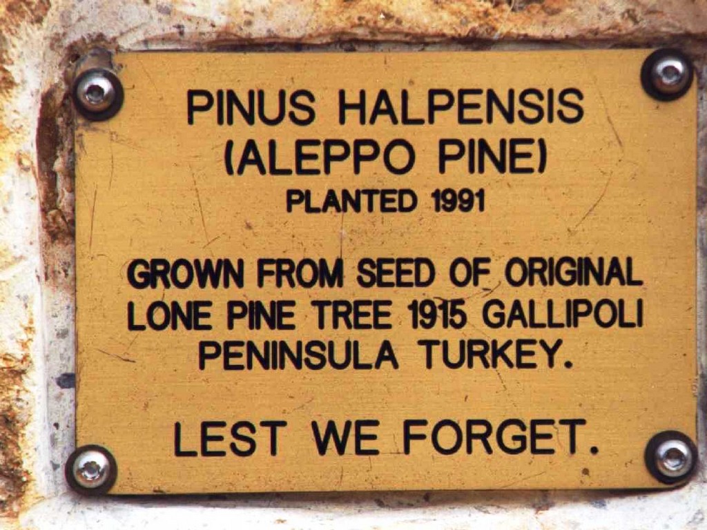 Tiaro Gallipoli Pine Memorial - dedication plaque