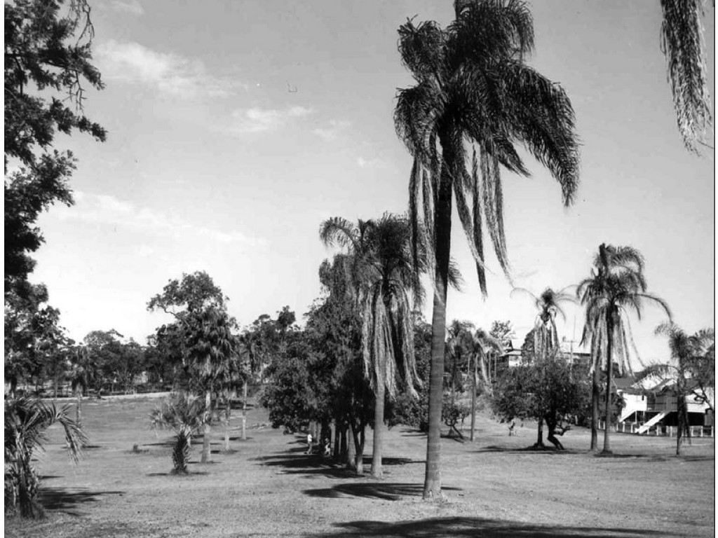 Anzac Park, Toowong - Trees and palms of the 1918 planting c.1967 (Source BCC)