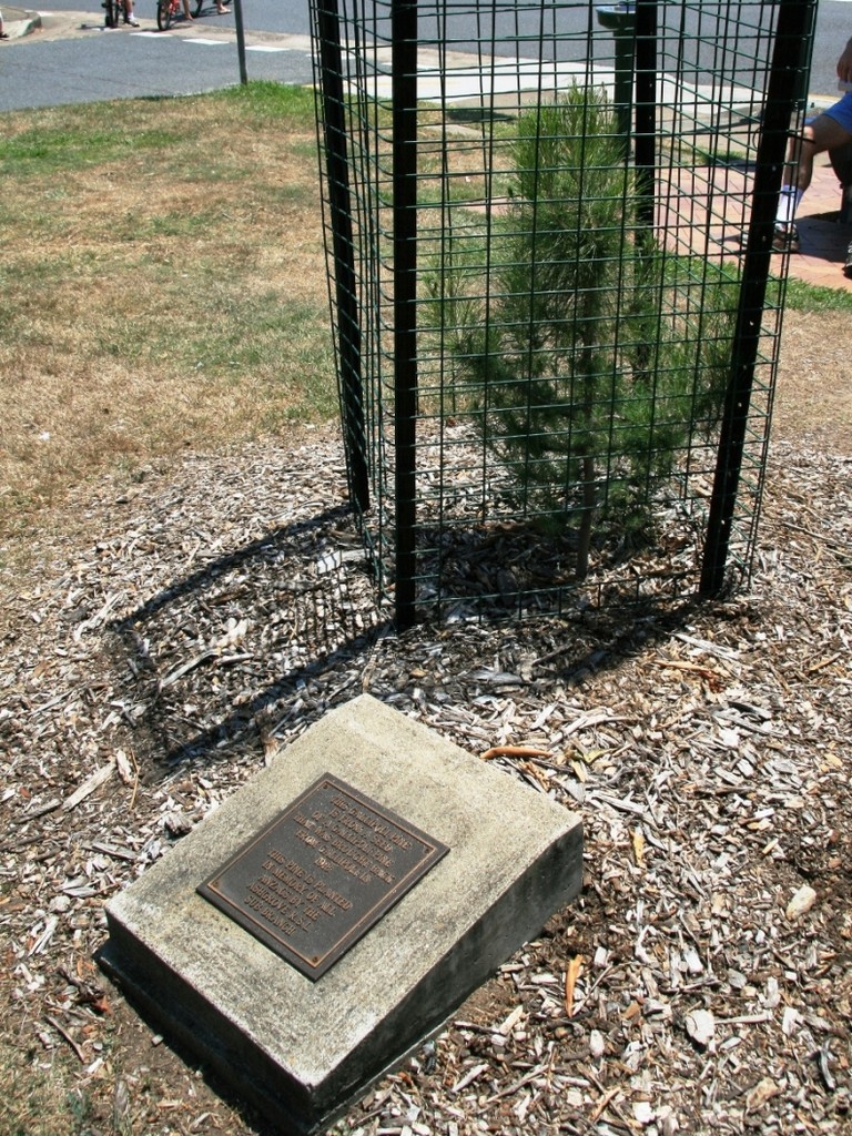 Ashgrove Stewart Place Gallipoli Pine