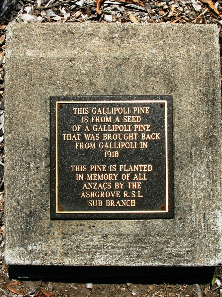 Ashgrove Stewart Place Gallipoli Pine - plaque