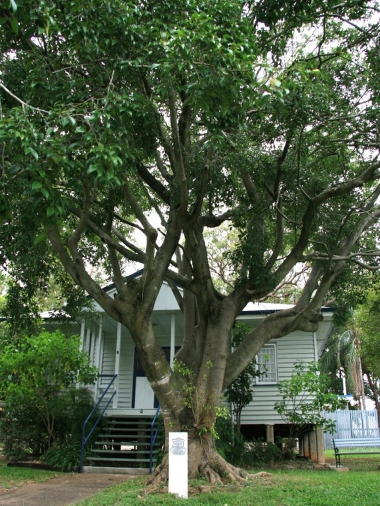 Yeronga CWA Hall Memorial Tree - 2010