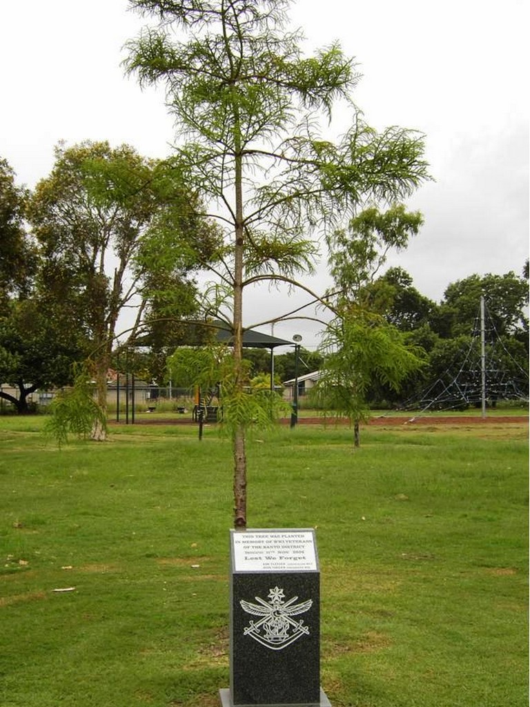 Banyo War Memorial Pine