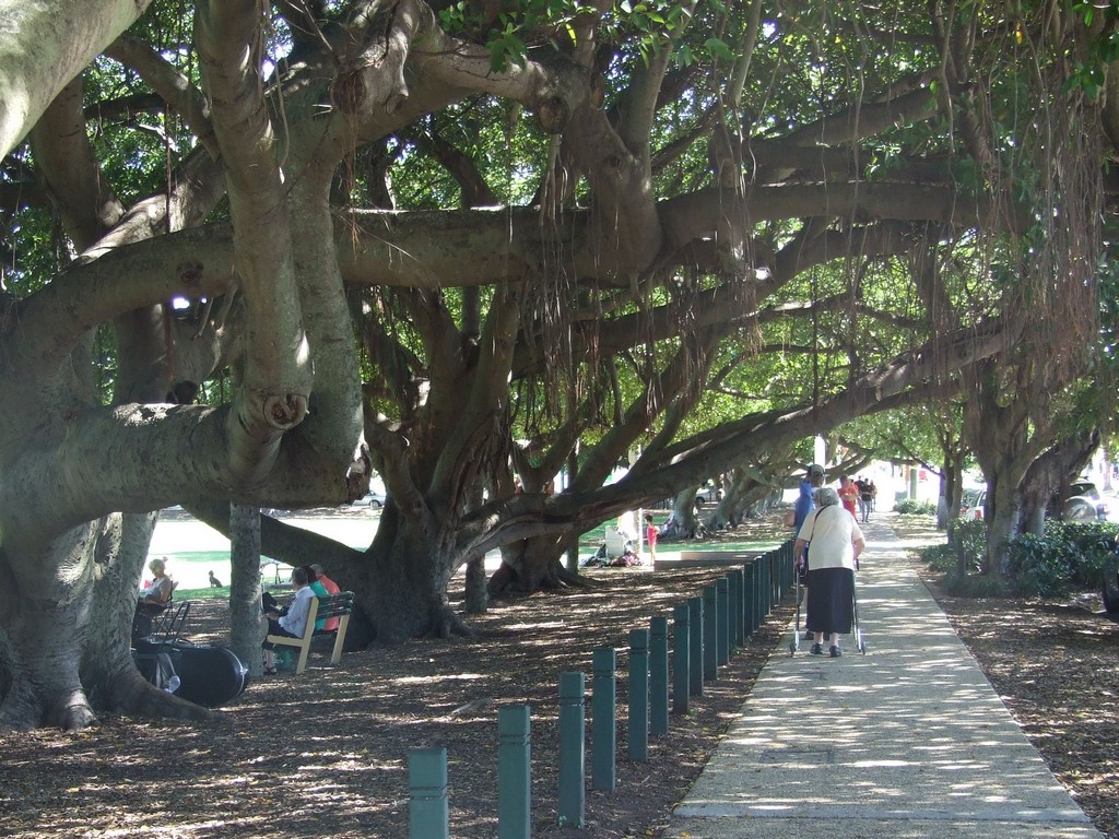Bulimba Memorial Park Avenue of Honour