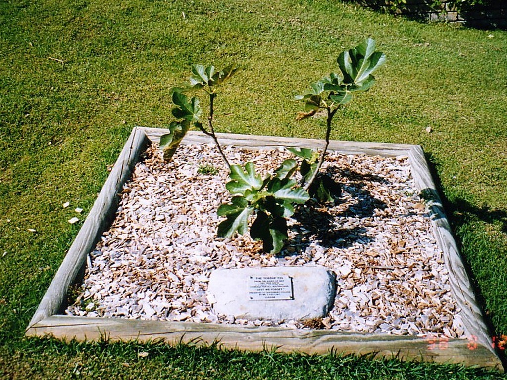 Canterbury College Memorial Fig Tree