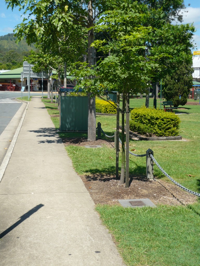 Trees along Kidson street