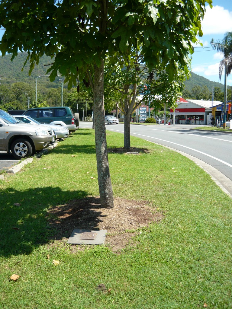 Trees Along Kidson Street