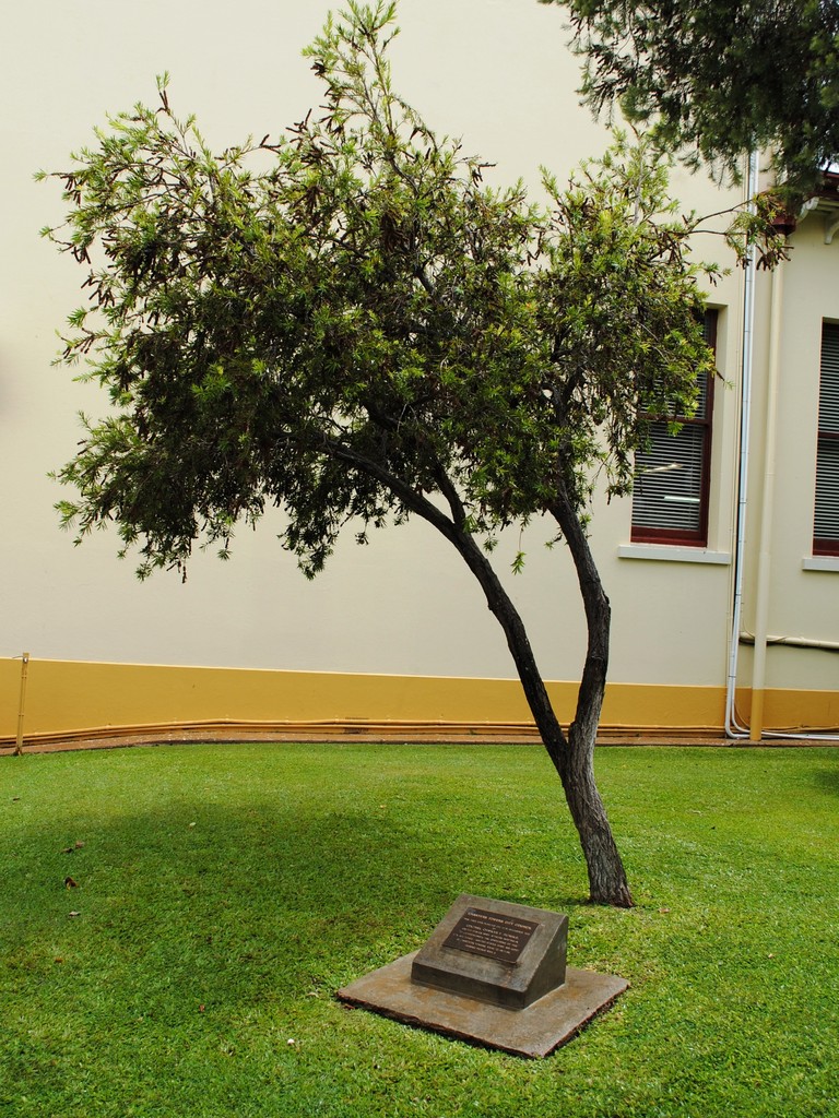 United States 5th Air Force Memorial Tree (2012)