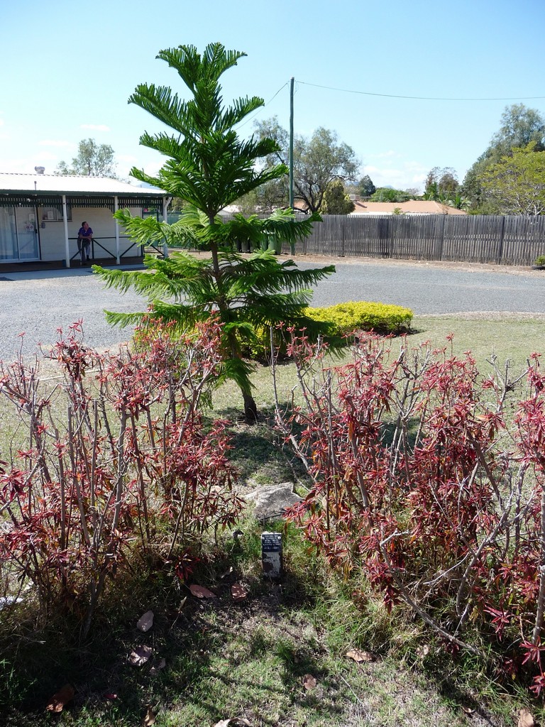 Gracemere Memorial Trees and Plaques - 2009