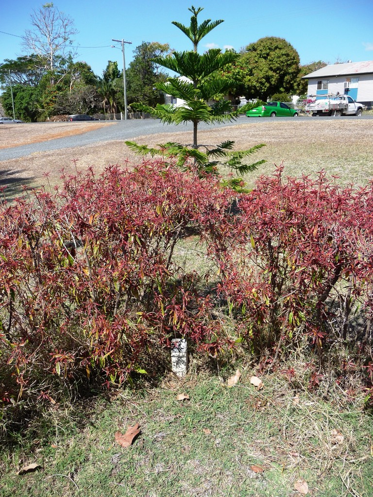 Gracemere Memorial Trees and Plaques - 2009
