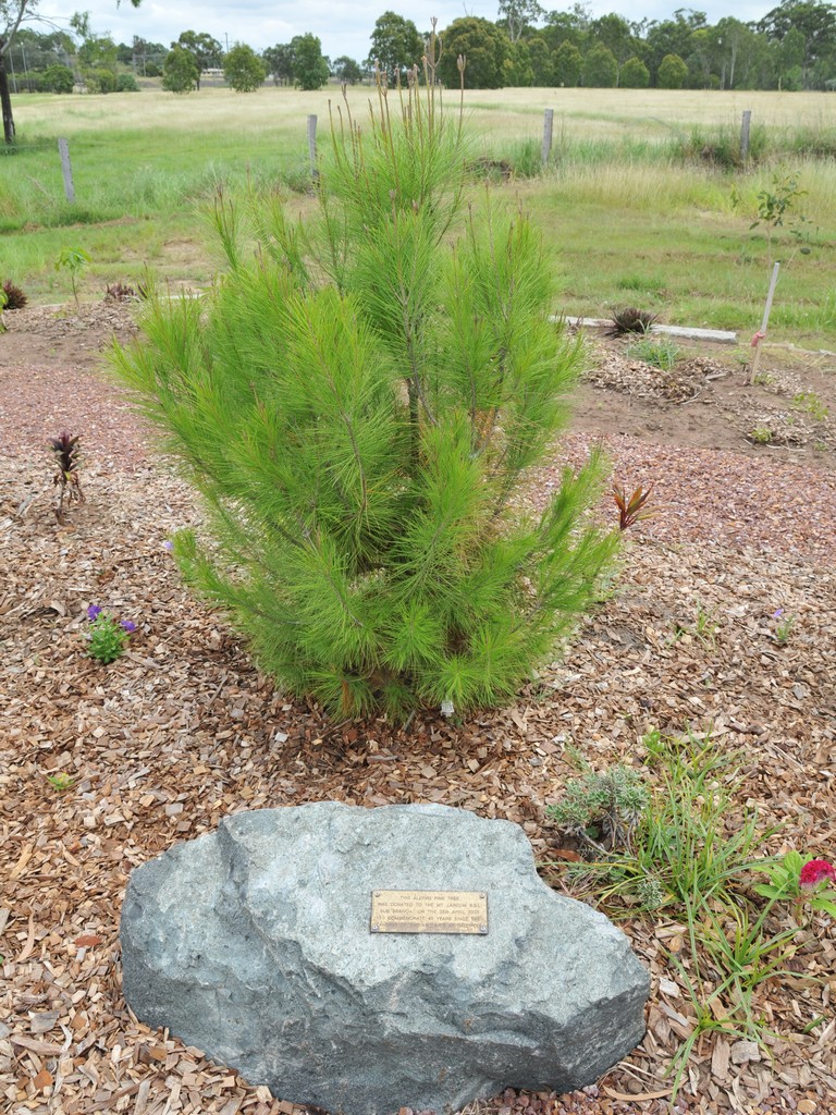 Donated Aleppo Pine tree and plaque.