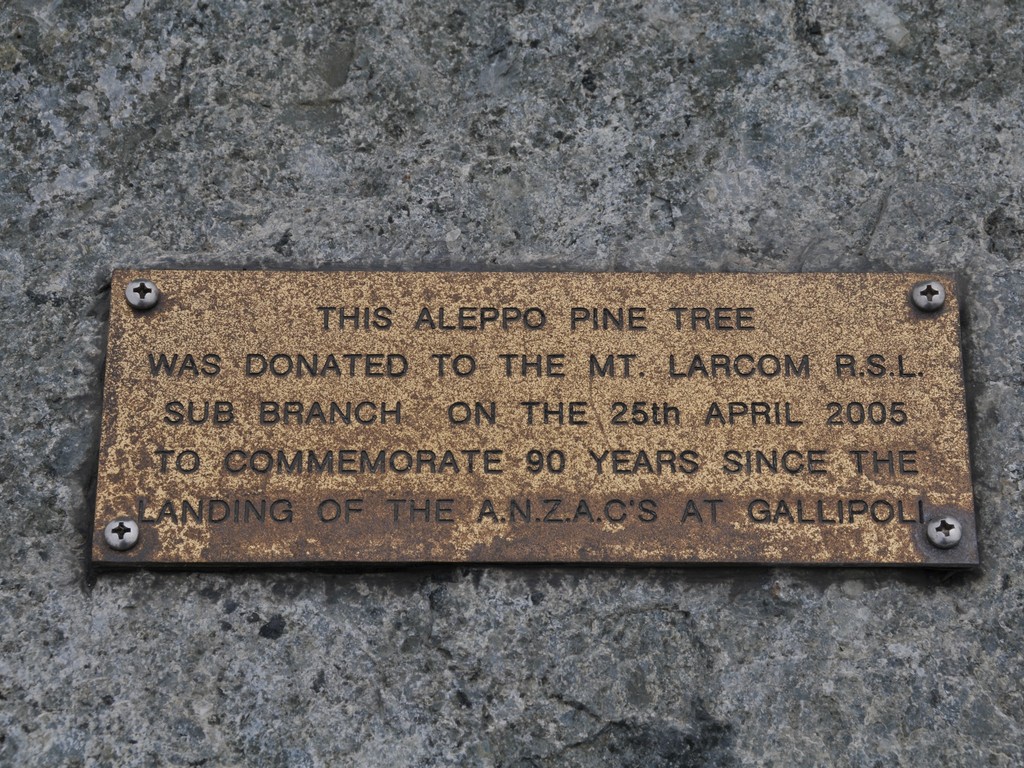 Close up of plaque - This Aleppo Pine tree… (etc. - 5 lines)